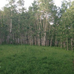 Red_Mountain_Sunnyside_Trail_Aspen