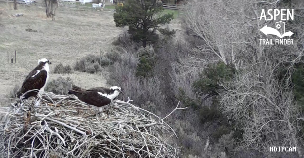 Emma Osprey Cam