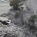 Emma-Osprey-Cam-Basalt